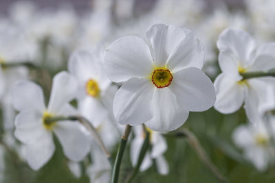 Close-up of white flowering plant