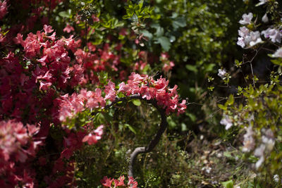 Close-up of pink flowering plant in park