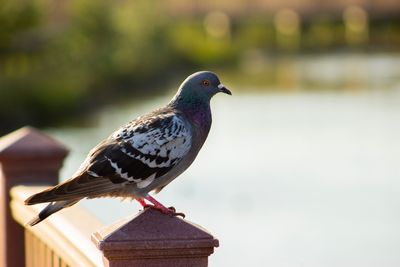 Close-up of pigeon perching on wooden post