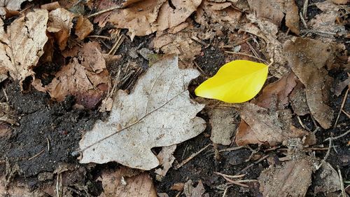 Close-up of leaves on ground