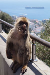 Close-up of monkey