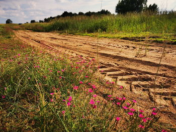 Scenic view of pink flowering plants on land