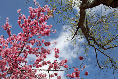 Low angle view of blooming tree against sky