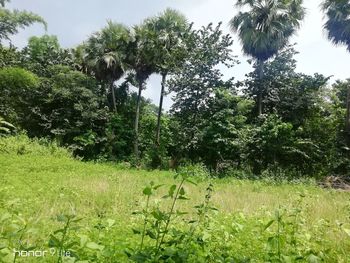 Plants growing on field