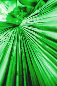 Full frame shot of green leaves