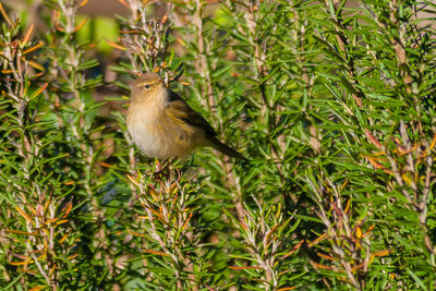 Bird perching on a tree