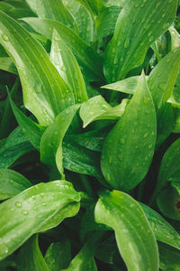 Close-up of wet leaves