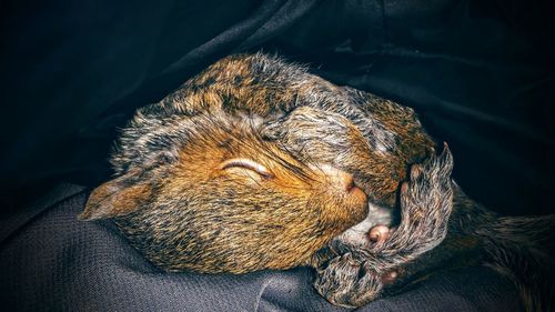 Close-up of squirrel lying on fabric