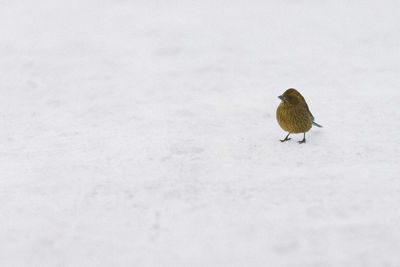 Bird perching on a snow