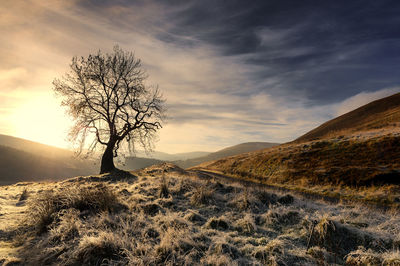 Tree on landscape against sky