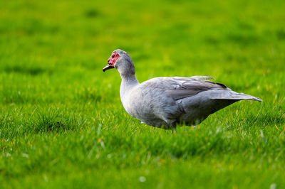 Side view of a bird on grass