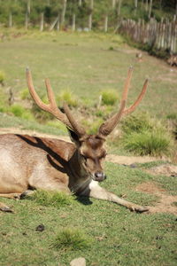 Deer in rancaupas, bandung