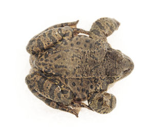 Close-up of crab over white background