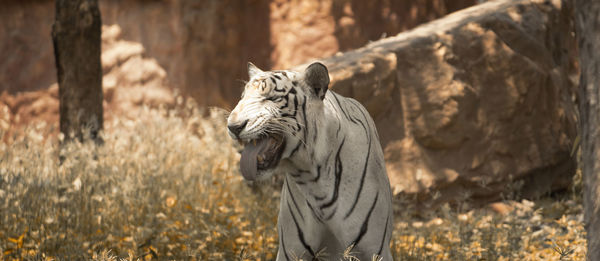 Cat looking away in zoo