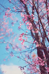 Low angle view of pink flowers blooming on tree