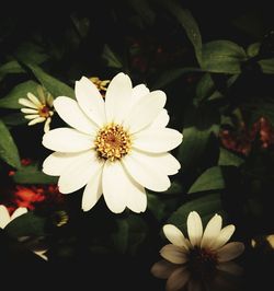 Close-up of white flowers blooming outdoors