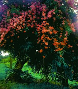 Flowers on tree