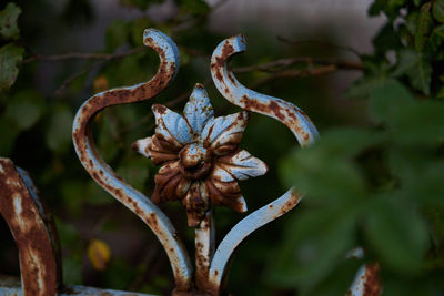 Close-up of flower against blurred background