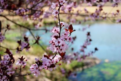 Close-up of pink cherry blossoms in spring