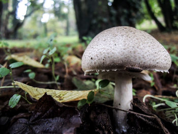 Close-up of fly agaric mushroom