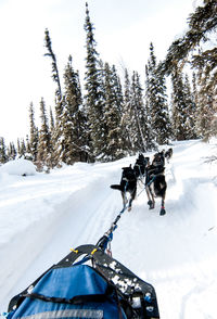 View of a dog on snow covered landscape