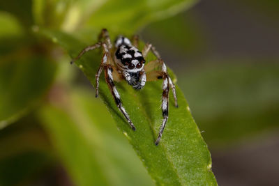 Close-up of spider