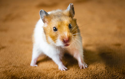 Close-up portrait of a hamster