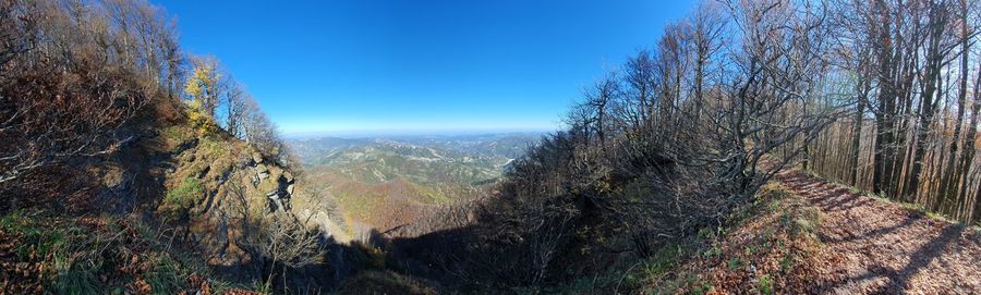 Panoramic view of forest against clear blue sky