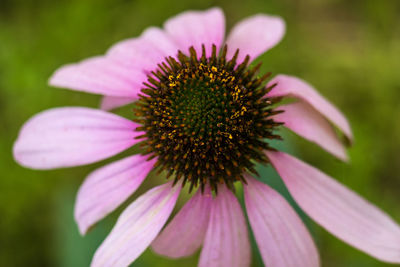 Close-up of pink flower