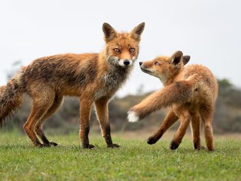 Fox walking on field