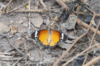 Close-up of butterfly on leaf