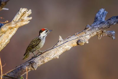 Close-up of bird perching on branch