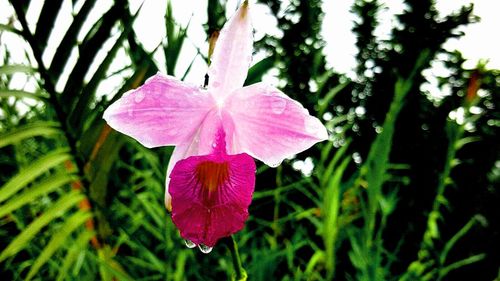 Close-up of pink flower