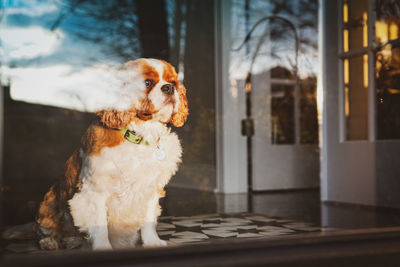 Cute puppy sitting at home seen through glass door