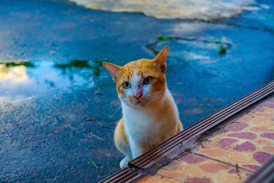 Portrait of cat sitting outdoors