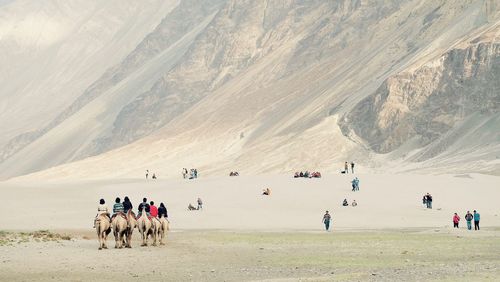 People riding camels at nubra valley
