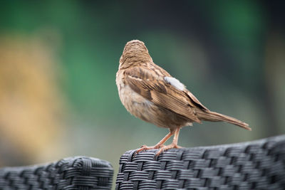 Close-up of bird perching on seat