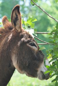 Close-up domestic animal