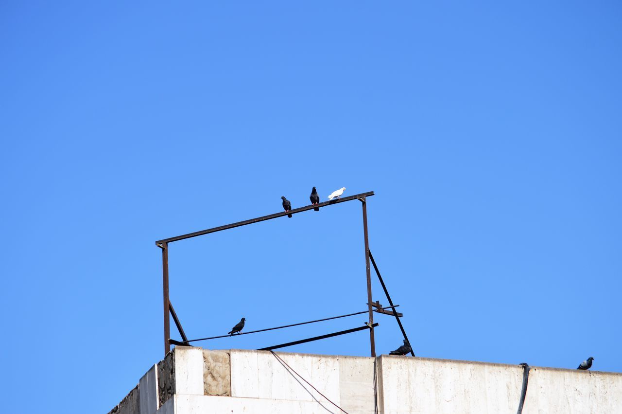 LOW ANGLE VIEW OF BIRDS ON CABLE AGAINST CLEAR SKY