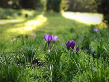 Close-up of pink crocus flowers on field