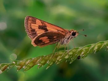 Close-up of butterfly on leaf