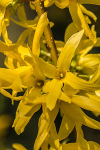 Full frame shot of yellow flowers