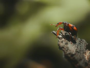 Close-up of insect on leaf