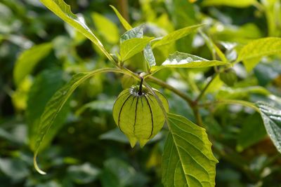 Physalis peruviana, also known as cape gooseberry or golden berry, ripening on the plant