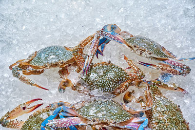 Colorful blue crabs on the ice in the market