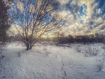 Bare trees on snow covered landscape