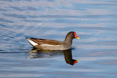 Duck swimming in lake