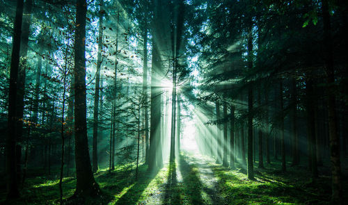 Low angle view of trees in forest against sky