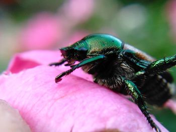 Close-up of insect on flower