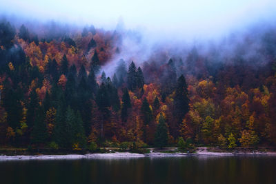 Scenic view of lake by trees in forest against sky